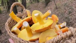 Mantar Ekoloji Araştırma Uzmanı Mahmut Akdoğan: Yediğiniz mantar son yemeğiniz olmasın