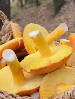 Mantar Ekoloji Araştırma Uzmanı Mahmut Akdoğan: Yediğiniz mantar son yemeğiniz olmasın