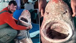 Marmara Denizi'nde g&ouml;r&uuml;ld&uuml;: 4 metre uzunluğunda! 'İlk defa b&ouml;yle bir şeyle karşılaştım'