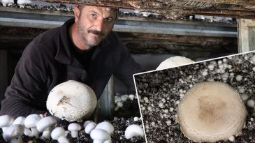 Memleketine d&ouml;nd&uuml; devlet desteği aldı: 6 &ccedil;adır kurdu &uuml;retime ge&ccedil;ti!