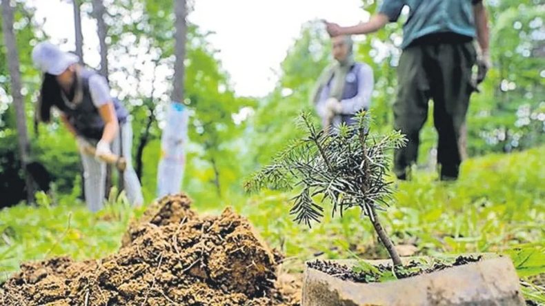 Milyonlarca Fidan Toprakla Buluşuyor