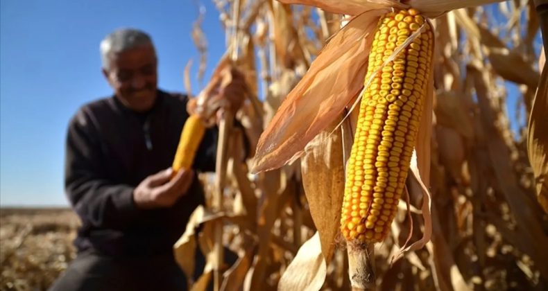 Mısır İthalatıyla İlgili TMO'dan Açıklama