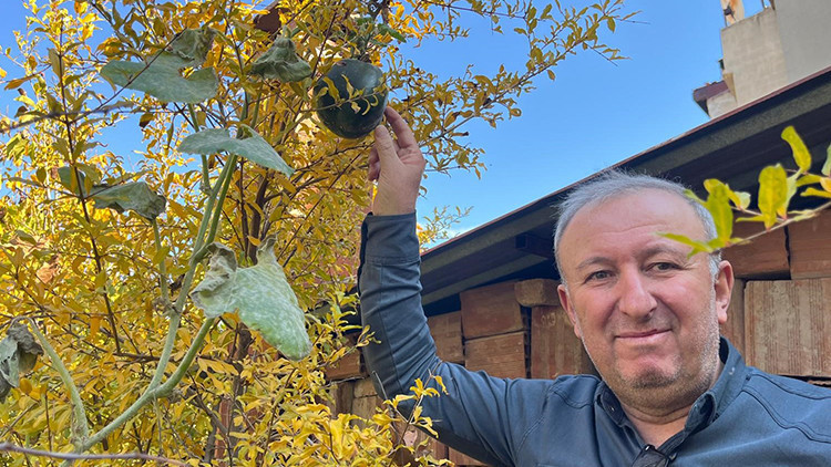 Nar Ağacında A&ccedil;an Meyve Hayrete D&uuml;ş&uuml;rd&uuml;! | 'Bug&uuml;ne Kadar B&ouml;yle Bir Şey Hi&ccedil; G&ouml;rmedim'