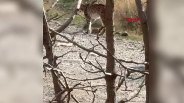 Nesli T&uuml;kenme Tehlikesi Altındaki Vaşak Hakkari'de G&ouml;r&uuml;nt&uuml;lendi