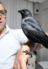 Sahiplendiği Karga "K&ouml;m&uuml;r" En Yakın Dostu Oldu