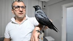 Sahiplendiği Karga "K&ouml;m&uuml;r" En Yakın Dostu Oldu