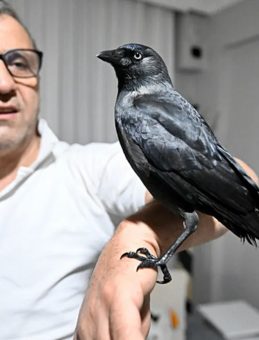 Sahiplendiği Karga "Kömür" En Yakın Dostu Oldu