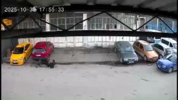 Sakarya'da Dehşet Anları Kamerada: Küçük Çocuk Köpeğin Saldırısına Uğradı!