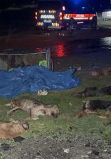 Samsun'da Kan Donduran Manzara! 9 K&ouml;pek &Ouml;l&uuml; Bulundu: Soruşturma Başlatıldı
