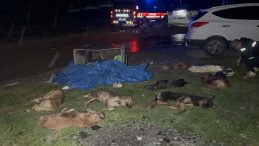 Samsun'da Kan Donduran Manzara! 9 K&ouml;pek &Ouml;l&uuml; Bulundu: Soruşturma Başlatıldı