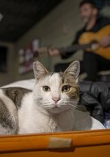Sirkeci'de Sokak Sanat&ccedil;ılarına Eşlik Eden Kedi Y&uuml;rekleri Isıtıyor