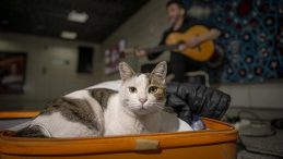 Sirkeci'de Sokak Sanat&ccedil;ılarına Eşlik Eden Kedi Y&uuml;rekleri Isıtıyor