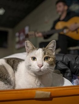 Sirkeci'de Sokak Sanatçılarına Eşlik Eden Kedi Yürekleri Isıtıyor