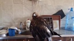 Sivas'ta Büyük Bir Kartal Misafir Edildi: "Kartalcık Kartalcık" Diye Seslendiği Anlar Kayıt Altında