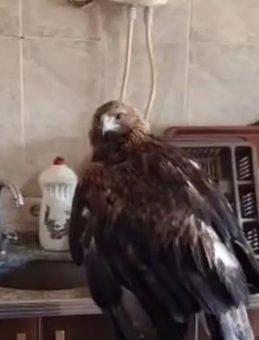 Sivas'ta Büyük Bir Kartal Misafir Edildi: "Kartalcık Kartalcık" Diye Seslendiği Anlar Kayıt Altında