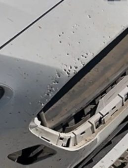 Sivas'ta Sokak Köpekleri İlçenin Kabusu Oldu: Dişleriyle 108 Bin TL'lik Zarar Verdiler!