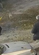 Sokak K&ouml;peği Bir &Ccedil;ocuğu Isırdı