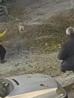 Sokak Köpeği Bir Çocuğu Isırdı