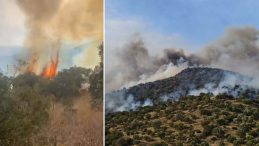 Son dakika… Aydın'da orman yangını! R&uuml;zgarın etkisiyle yayıldı