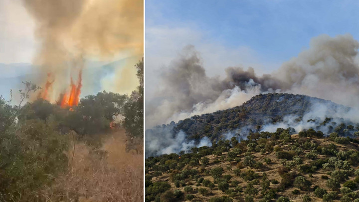 Son dakika… Aydın'da orman yangını! Rüzgarın etkisiyle yayıldı