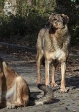 SON DAKİKA: İstanbul Valiliği'nden sokak k&ouml;pekleri i&ccedil;in yeni genelge! O alanlarda besleme yasağı geldi