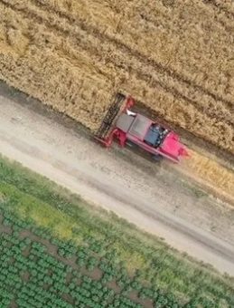 Tarım ve Orman Bakanlığı Duyurdu: Buğday Unu İhracatında Ülkemiz Dünyada 1. Sırada