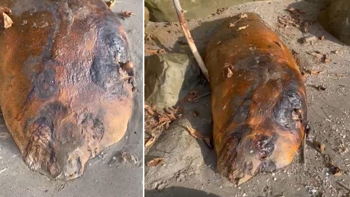 Tekirdağ'da Sahile Vuran Gizemli Deniz Canlısı