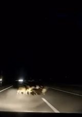 Tokat'ta Otomobil S&uuml;r&uuml;y&uuml; Ezdi: 12 Koyun Hayatını Kaybetti!