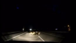 Tokat'ta Otomobil S&uuml;r&uuml;y&uuml; Ezdi: 12 Koyun Hayatını Kaybetti!