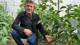 Türkiye'nin En Acı Biberi: Çiftçiler Hasat İçin Hazırlanıyor