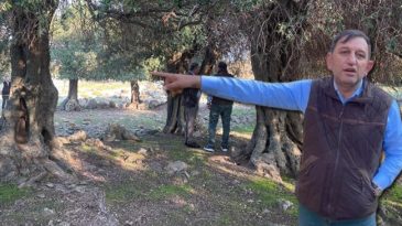 T&uuml;rkiye'nin Eşsiz Zeytin &Ccedil;eşidi: G&ouml;k&ccedil;eada'da Bulunuyor!