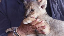 Tuzla'da Ele Geçirilen Yavru Aslana 'Hugo' İsim Verildi! Özel Bakım Ekibi Kuruldu