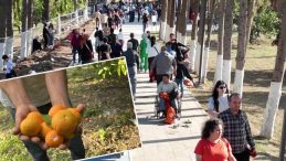 &Uuml;cretsiz Narenciye Dağıtımıyla Gelen Kalabalık: 'Hem Yiyoruz Hem de Stres Atıyoruz'