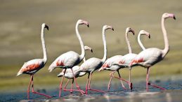 Van G&ouml;l&uuml;'n&uuml;n 'Kalıcı' Misafirleri