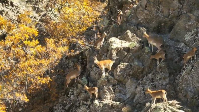 Yaban Keçileri Kartpostal Gibi Görüntülerle Büyülüyor