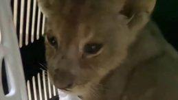 Yavru Aslan Devlet G&uuml;vencesinde