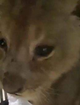 Yavru Aslan Devlet Güvencesinde