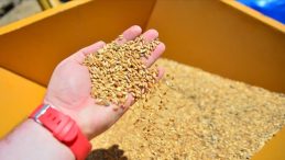 Yeni Tarifeyle Arpa ve Mısır İthalatı Kontenjanı Artırıldı