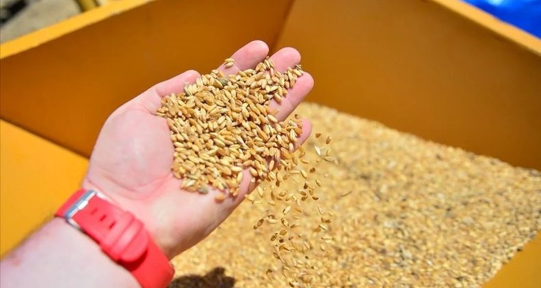 Yeni Tarifeyle Arpa ve Mısır İthalatı Kontenjanı Artırıldı