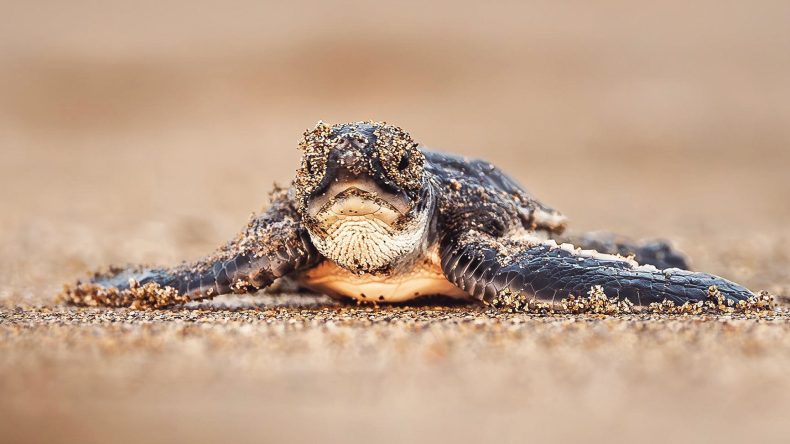 Yeşil Deniz Kaplumbağasının Nesli Kurtarıldı