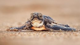 Yeşil Deniz Kaplumbağasının Nesli Kurtarıldı