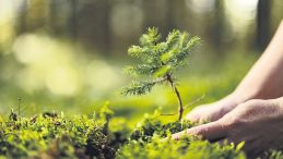 Yeşil Vatana Rekor Fidan