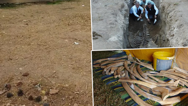 Yıllar Sonra Gömüldüğü Yerden Çıkarıldı! Binlerce Kemik Birleştirilmeye Başlandı