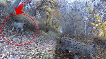 'Ormanın Hayaleti' Olarak Anılıyor: Fotokapana Yakalandı! Kentte Heyecan Yarattı