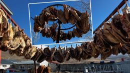 10 G&uuml;n Sonra G&ouml;nderime Başlayacak: Talep Patladı! İlk İstanbul'a Gelecek