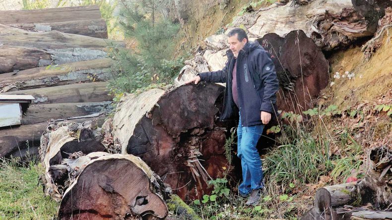 1183 Yaşındaki Bir Ağacın Hikayesi