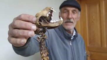 55 Santimetre Boyunda Yırtıcı Dişlere Sahip İskelet Bulundu!