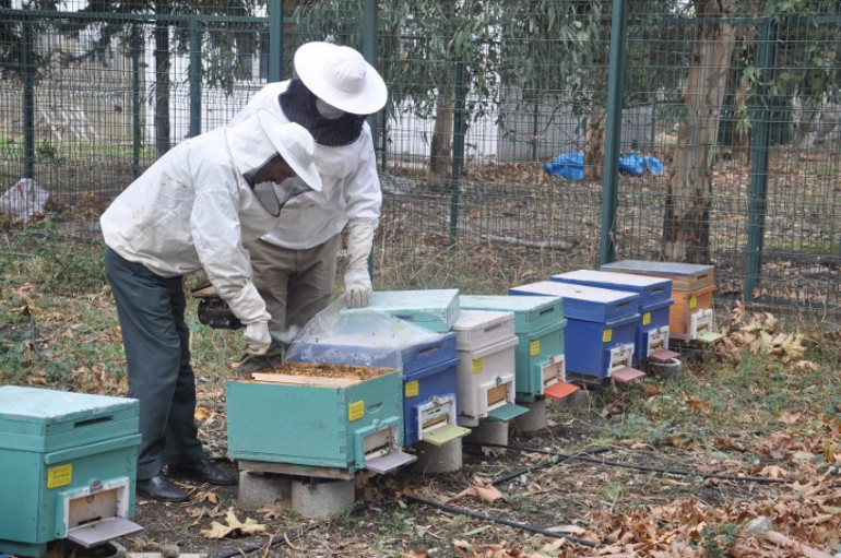 Arı bakım eğitimi