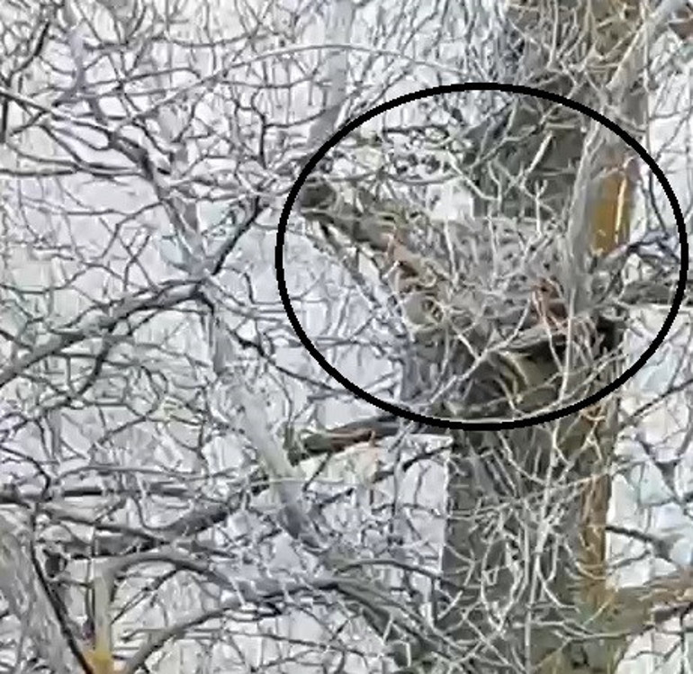 Vaşak Görüntüsü