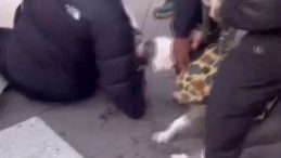 ABD&rsquo;de Pitbull Dehşeti: 1 Yaşındaki &Ccedil;ocuğun Bacağını Isırdı! O Anlar Ortaya &Ccedil;ıktı